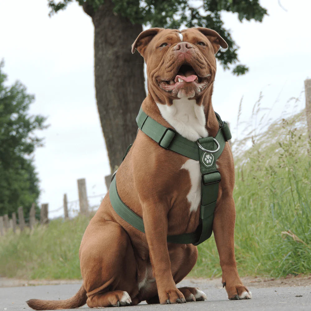 COMFORT CONTROL NO-PULL DOG HARNESS ARMY GREEN