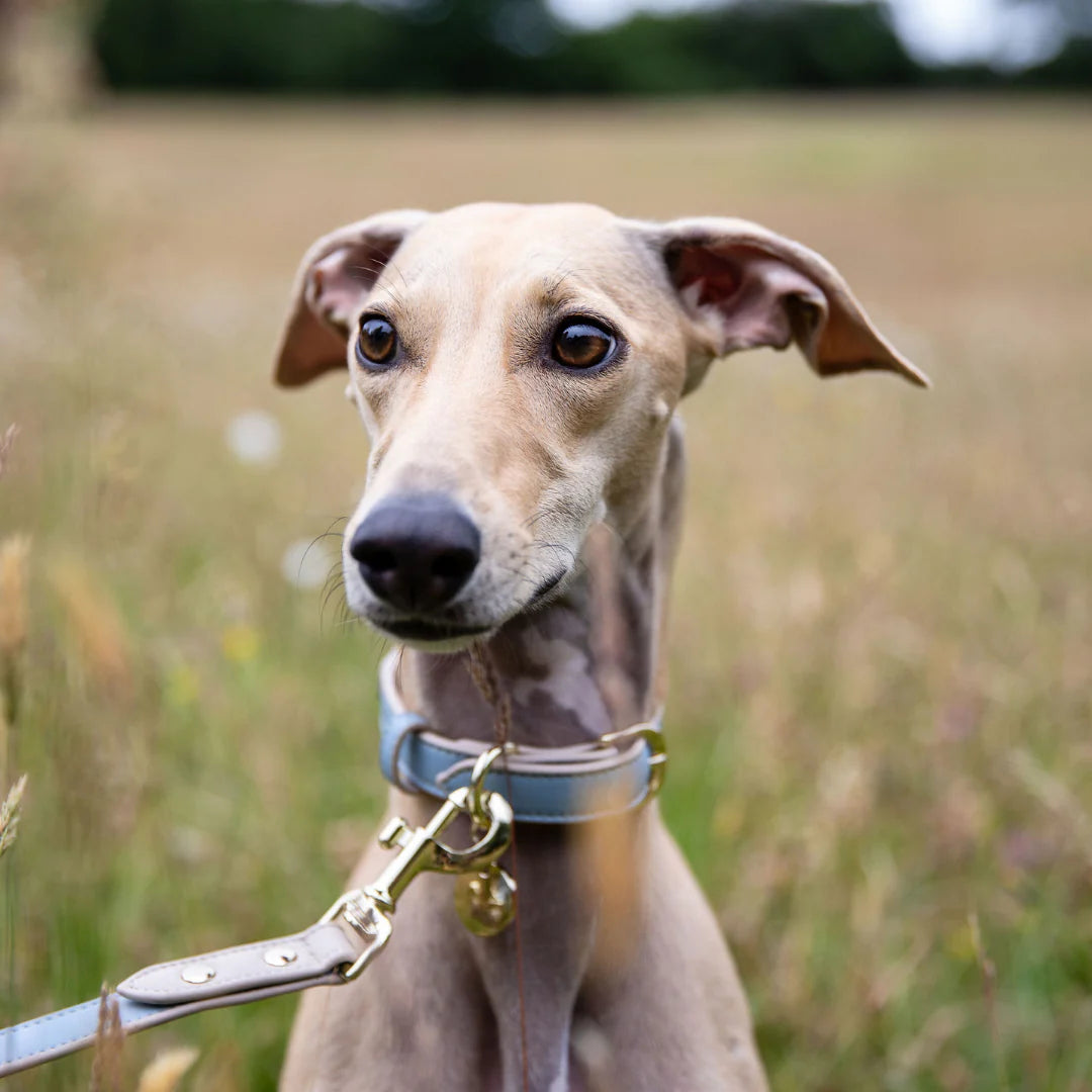 NINA WOOF CUPERTINO LEASH-BLUE