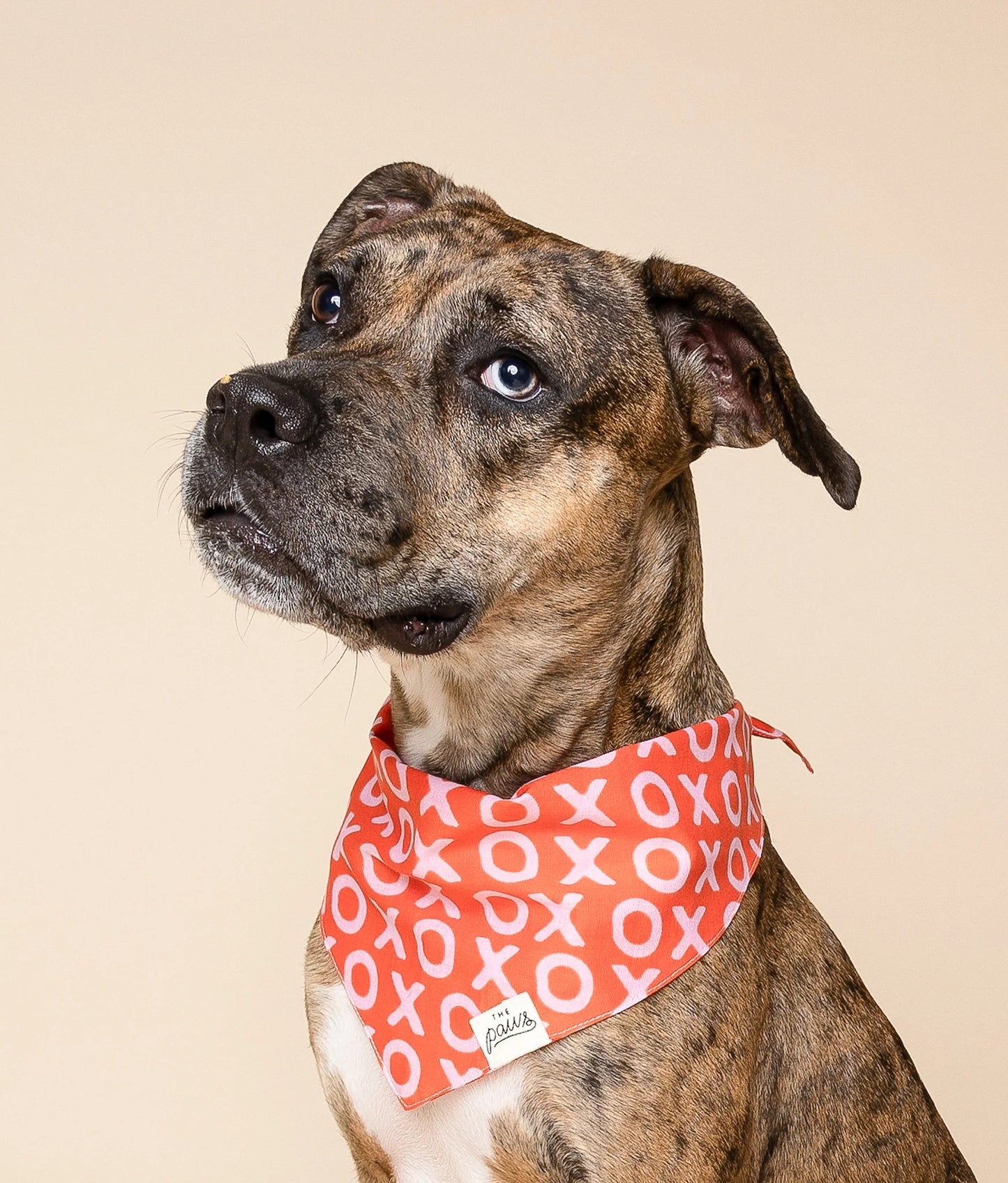 XO DOG BANDANA