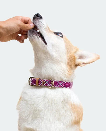GREEN COAST PET PILL WRAP