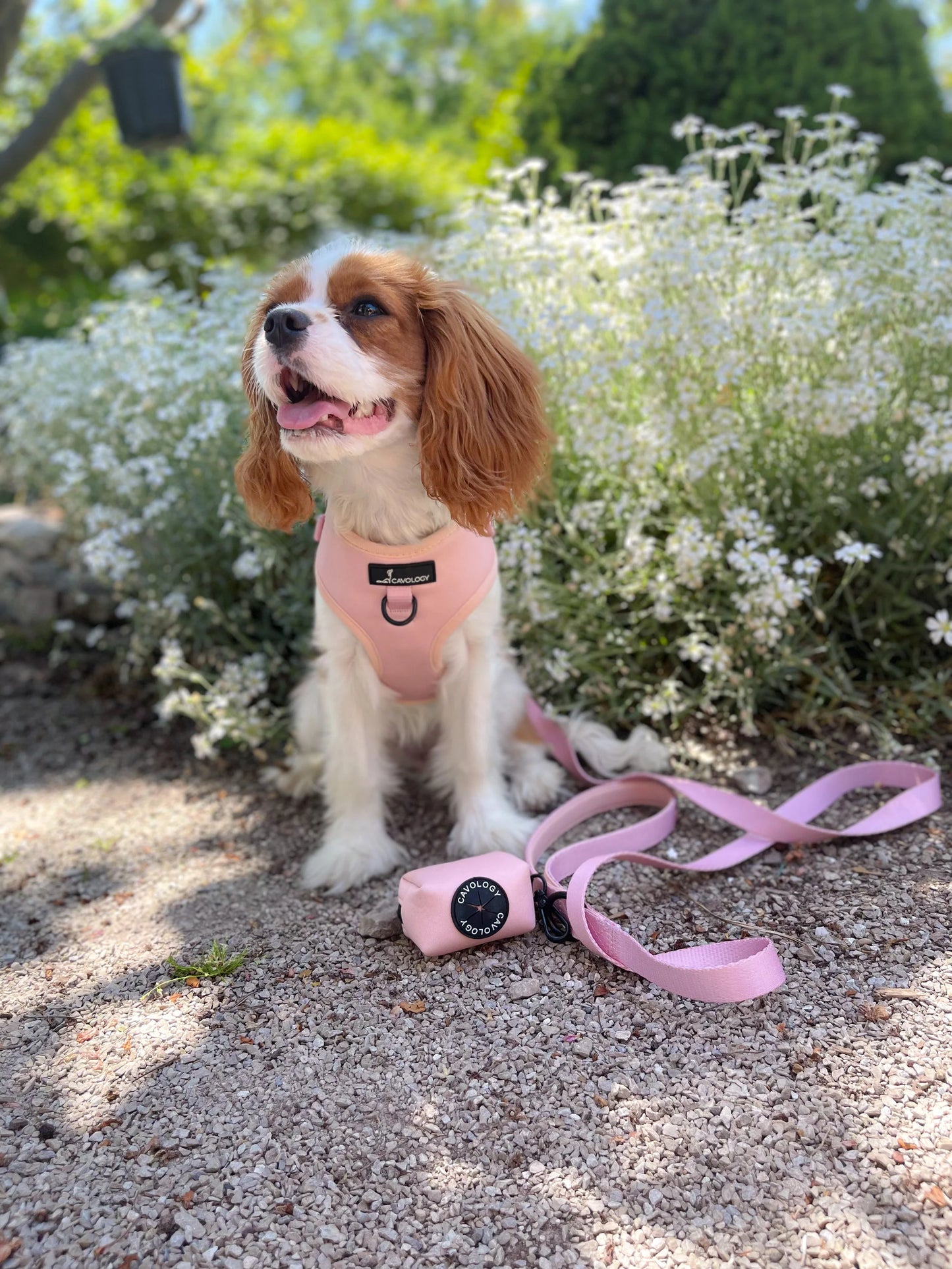 ADJUSTABLE HARNESS BLUSH