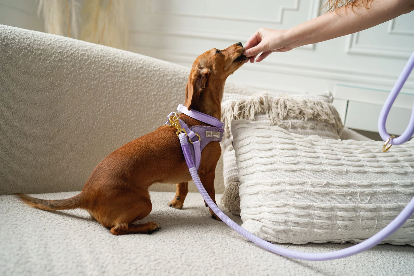 COLLAR - EVERYDAY LAVENDER