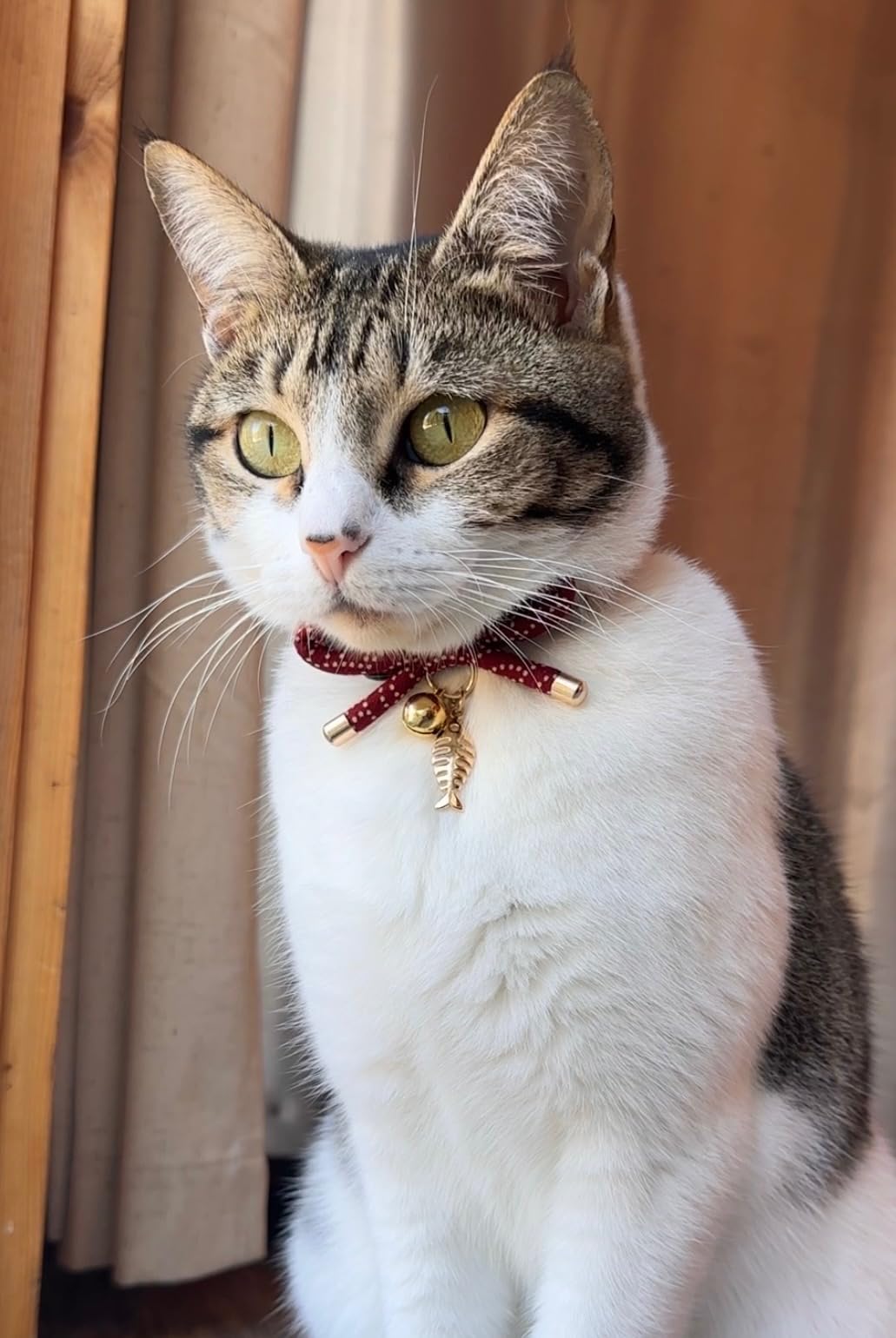 COLLAR DE GATO ESTILO JAPONES