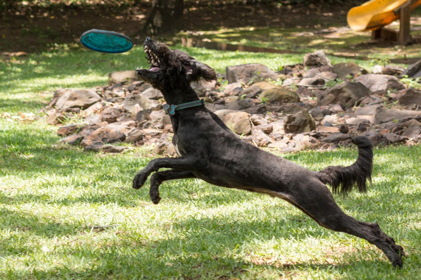 DISCO AERODINÁMICO PARA PERRO