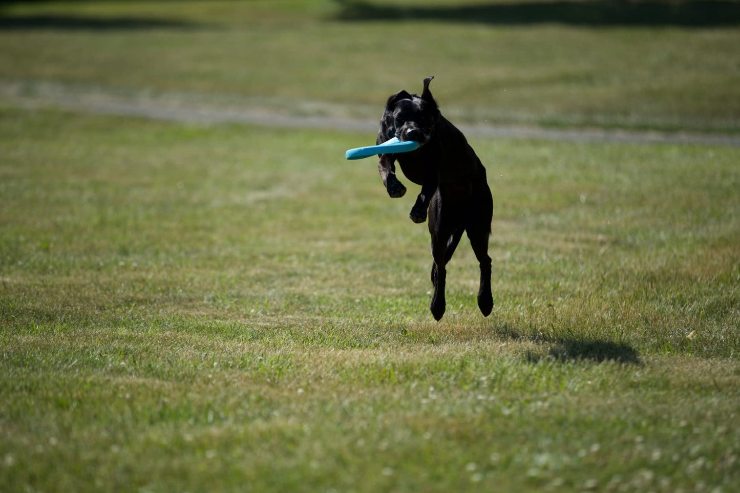 DISCO AERODINÁMICO PARA PERRO