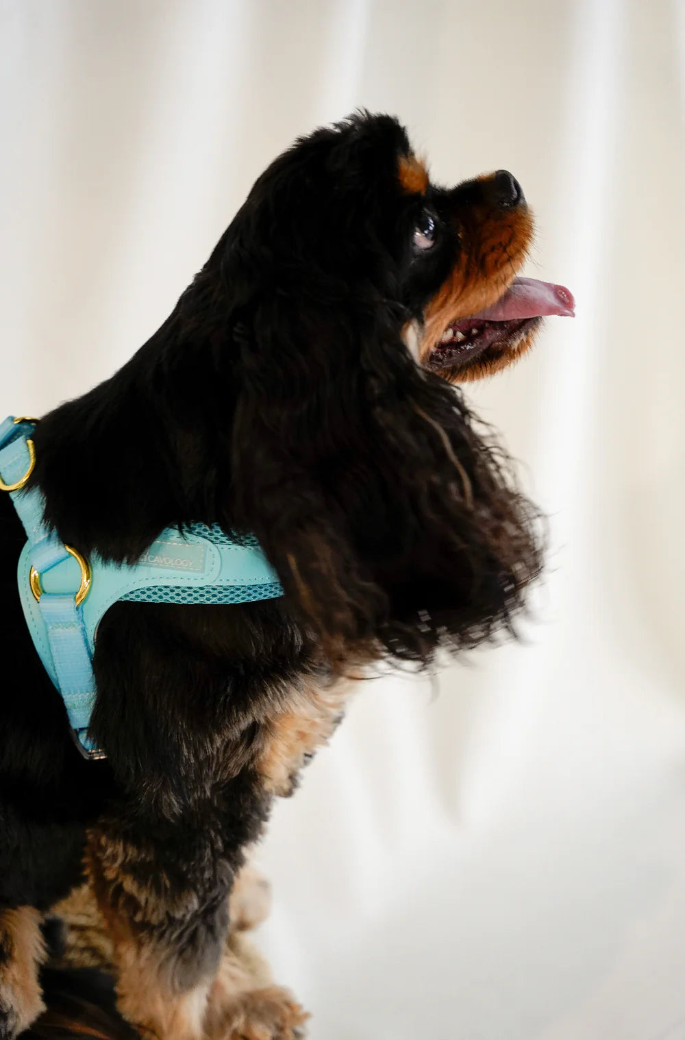 EASY-O STEP IN HARNESS TEAL