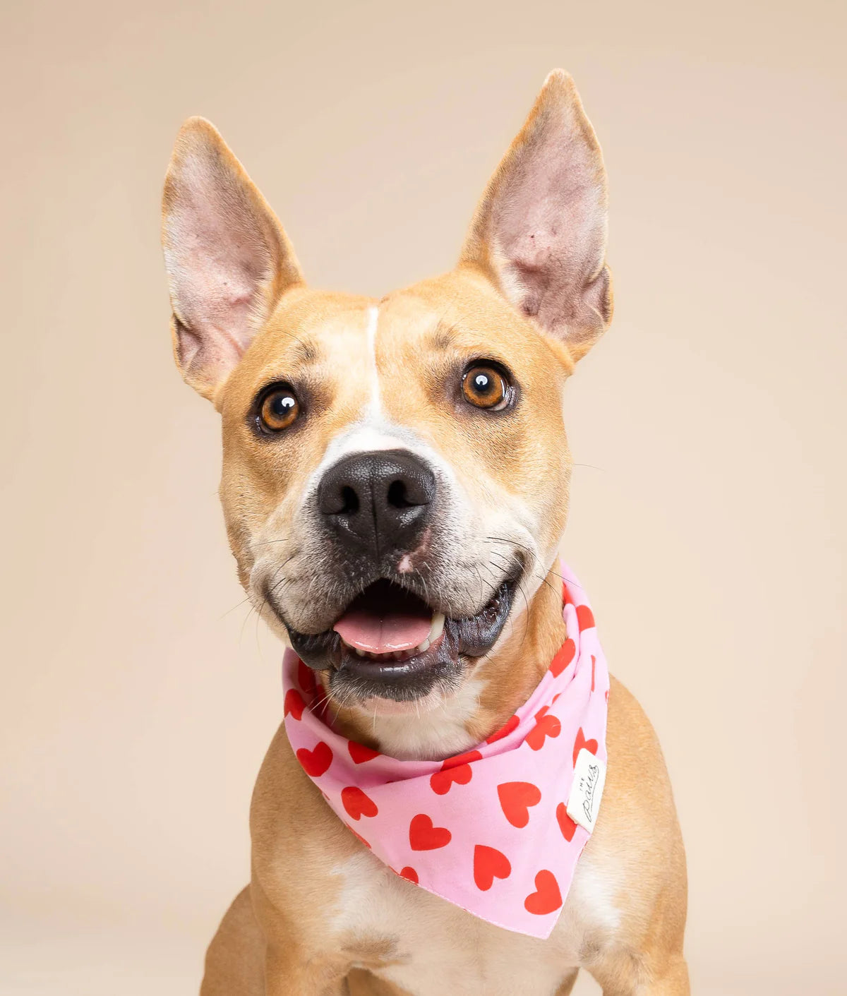 LOVESONG DOG BANDANA