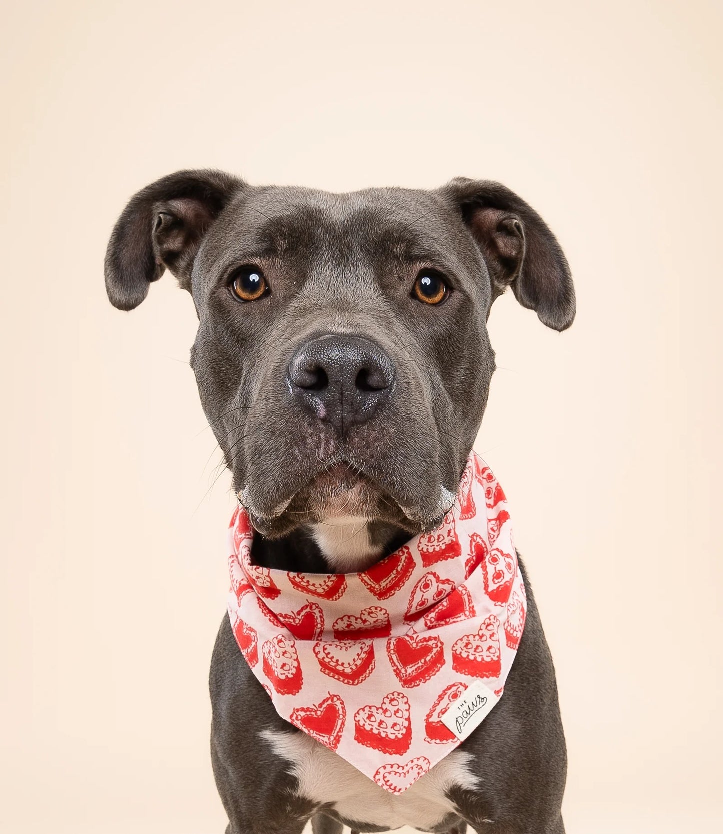KATE DOG BANDANA