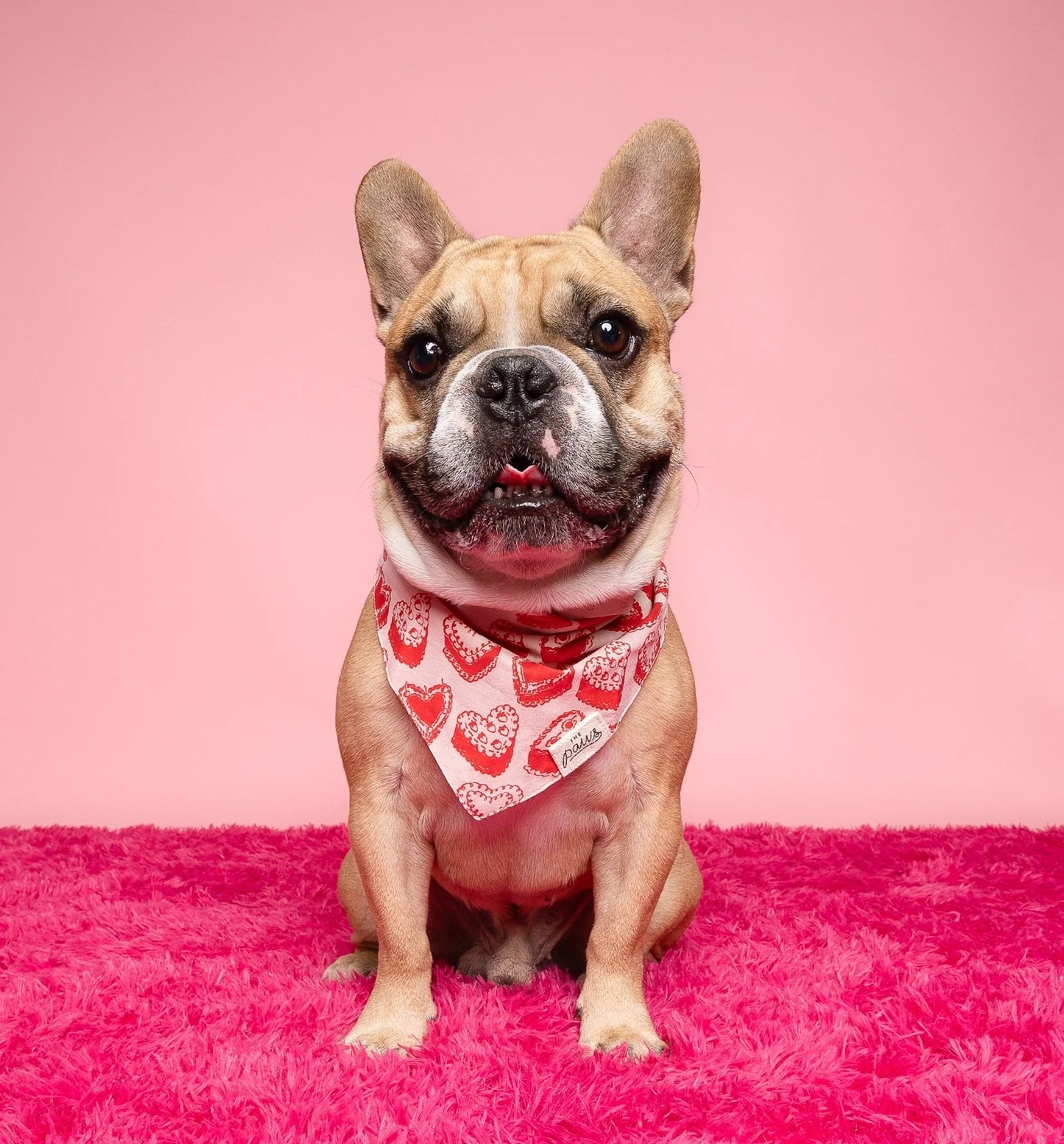 KATE DOG BANDANA