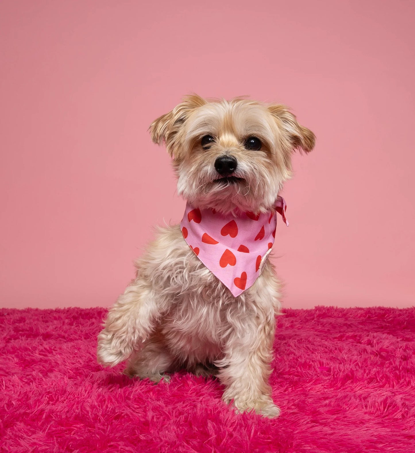 LOVESONG DOG BANDANA