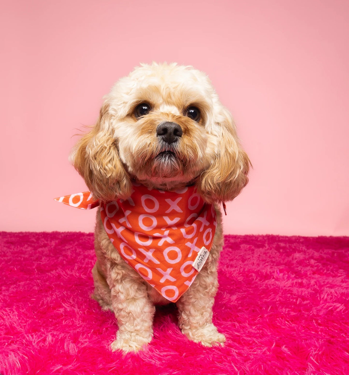 XO DOG BANDANA