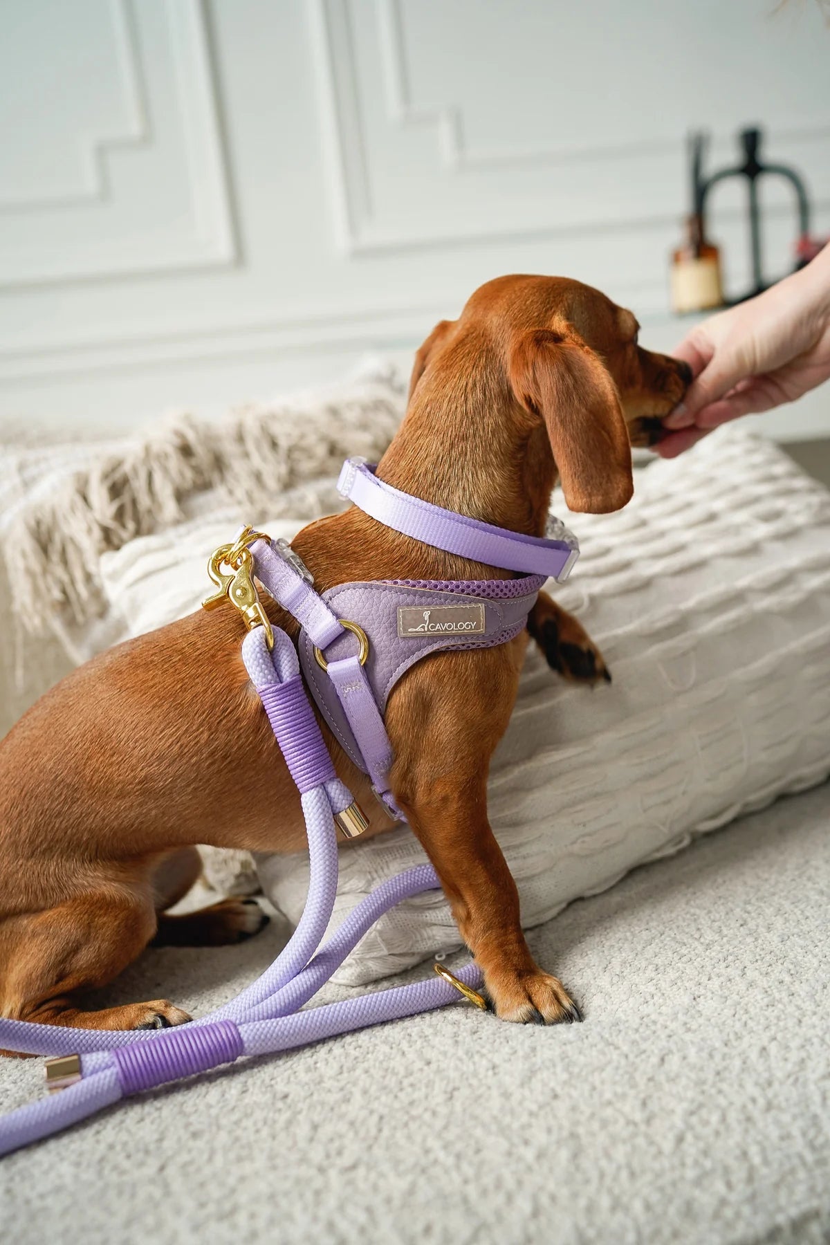BRAIDED ROPE LEASH LAVENDER