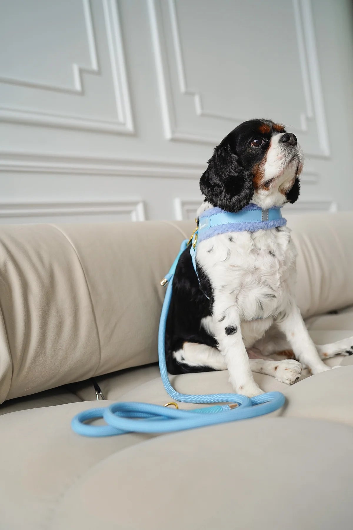 BRAIDED ROPE LEASH TEAL