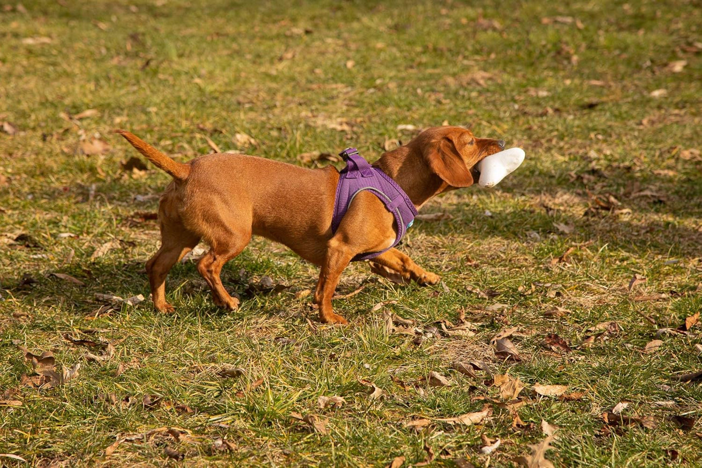 PATA PAL ECO-FRIENDLY DURABLE SQUEAKY DOG CHEW TOY