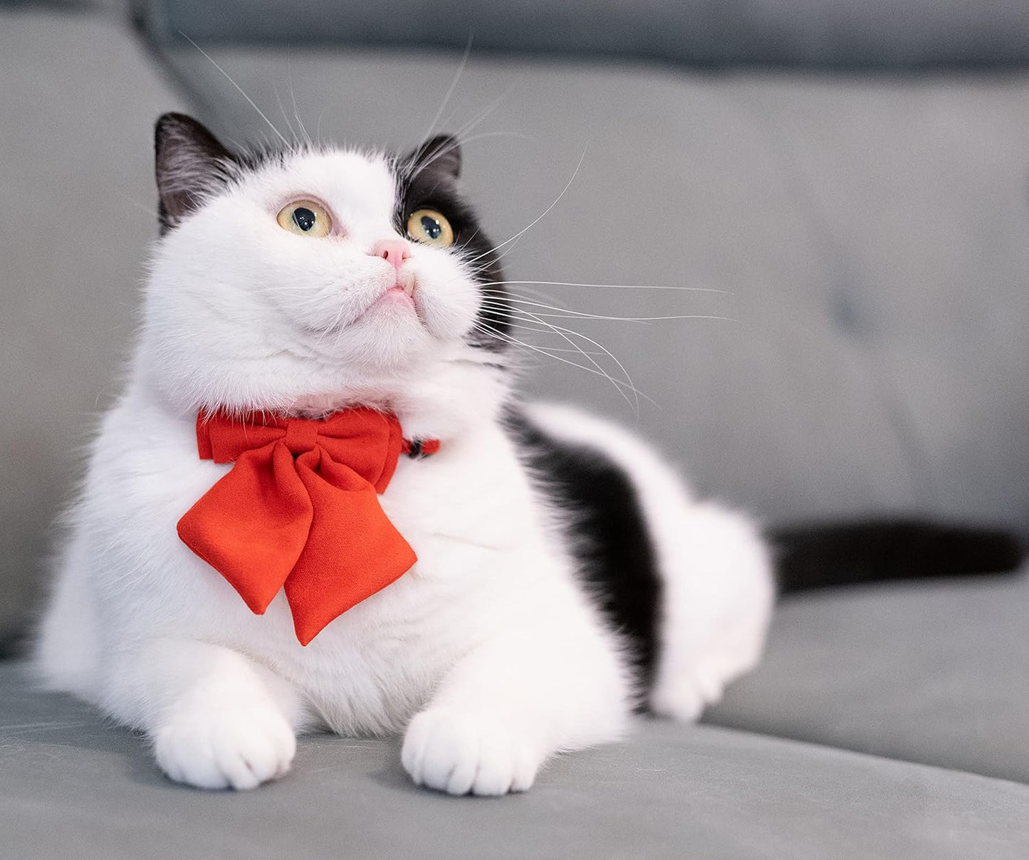 BOW TIE COLLAR FOR CAT