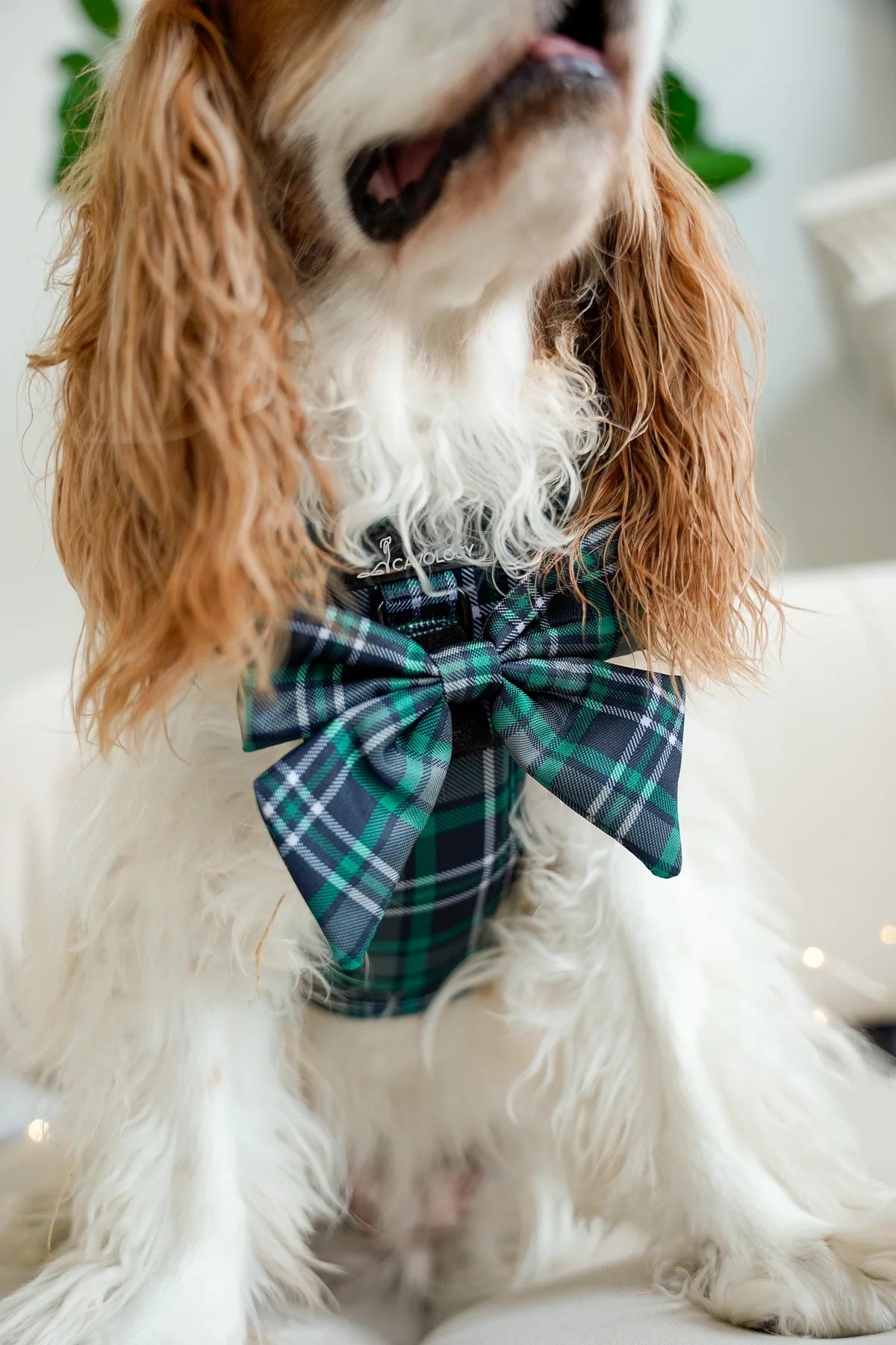 BOW - GREEN PLAID