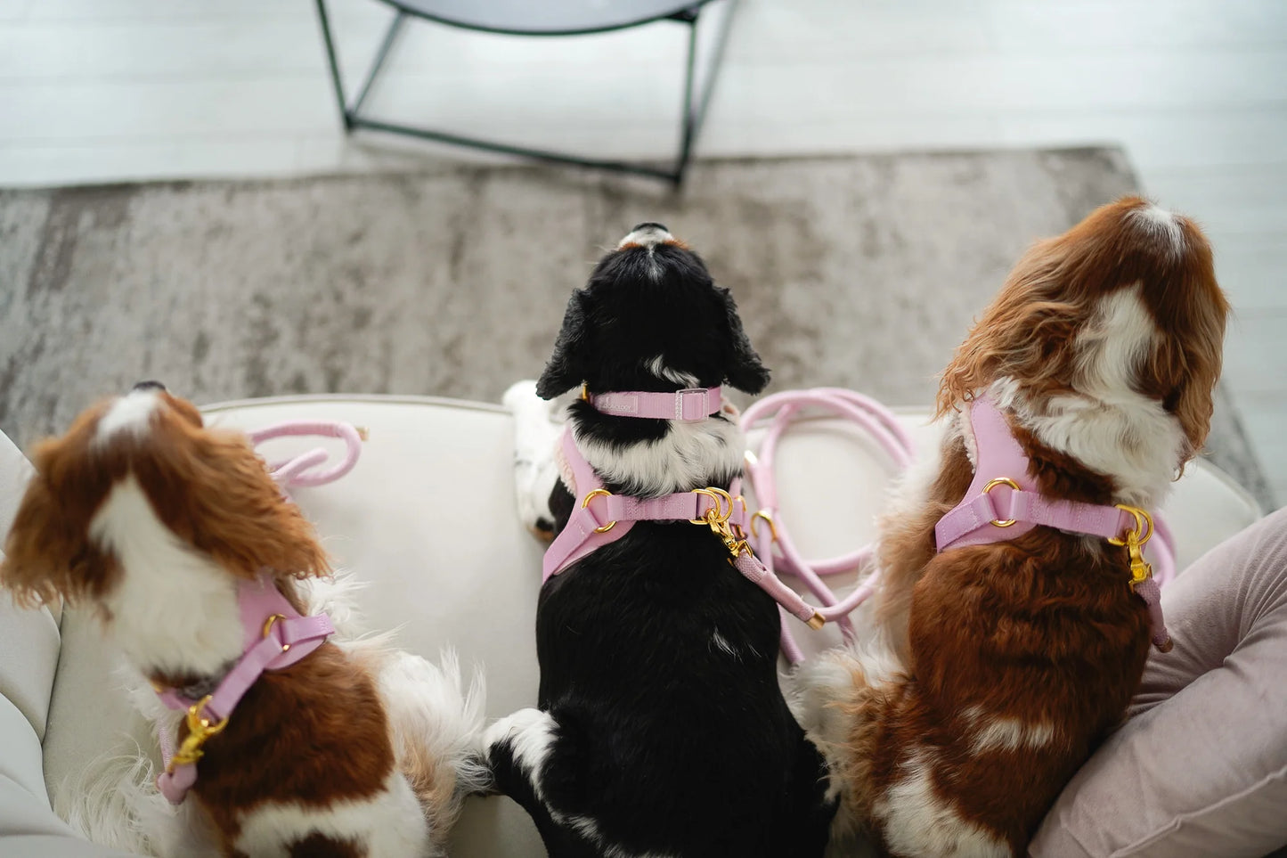 COLLAR- EVERYDAY PINK