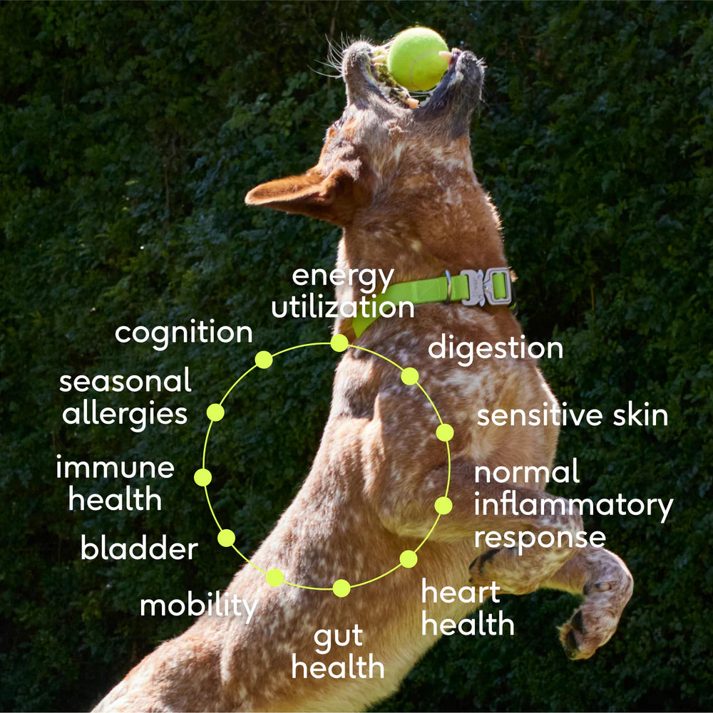 THE DAILY MULTIVITAMIN POWDER NATIVE PET