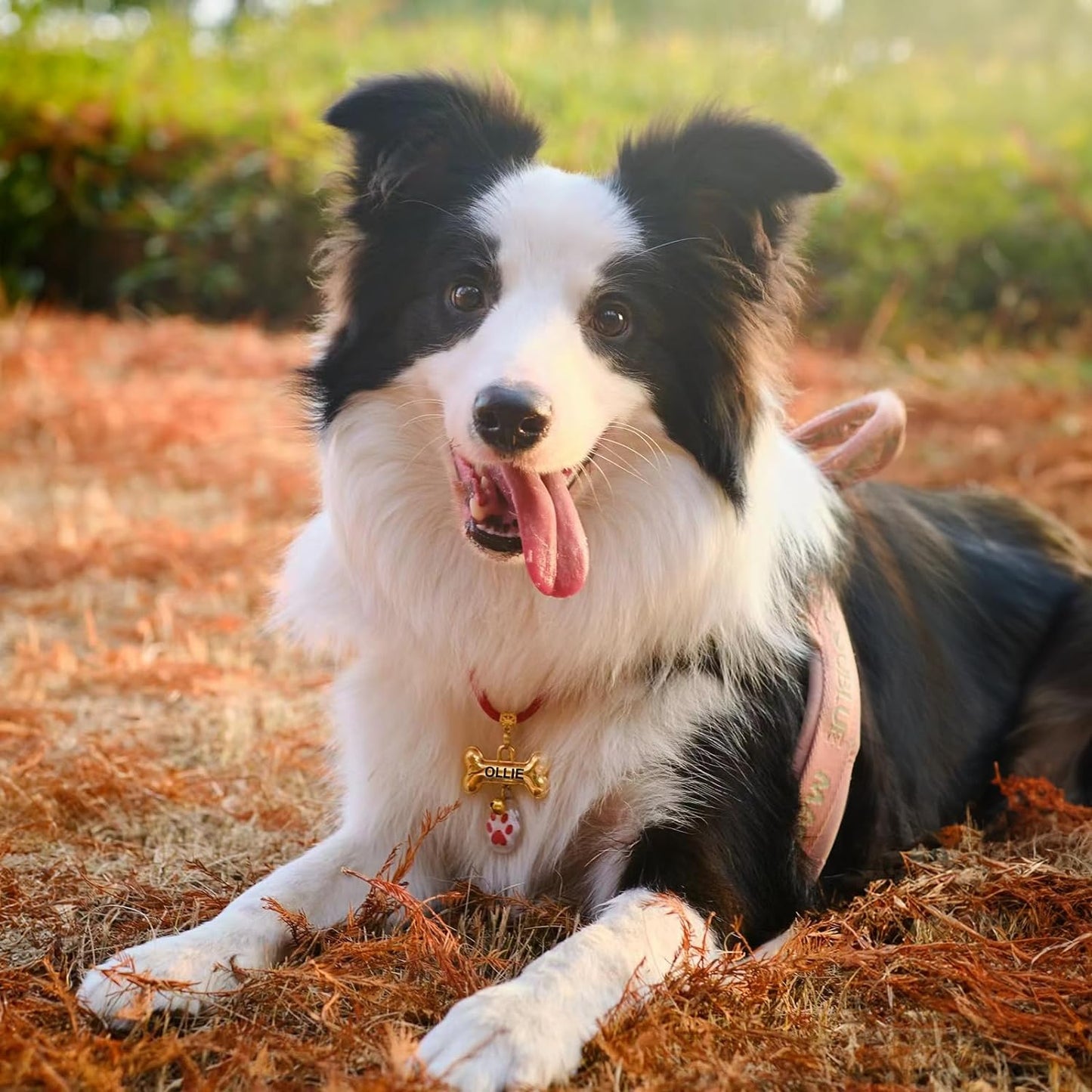 PLAQUITA FORMA DE HUESO 3D PARA MASCOTA