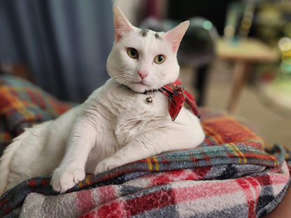 CAT COLLAR RED TARTAN