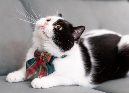 CAT COLLAR GREEN TARTAN