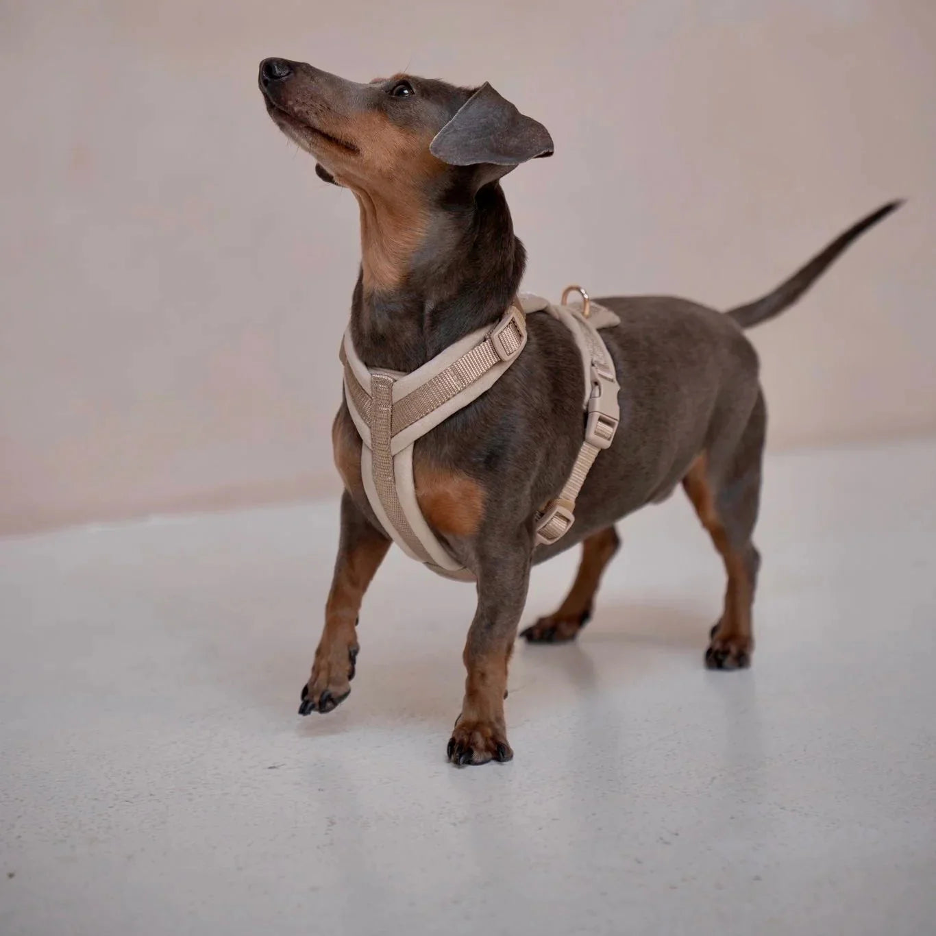 SAND VELVET DOG HARNESS