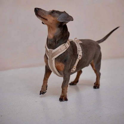 SAND VELVET DOG HARNESS