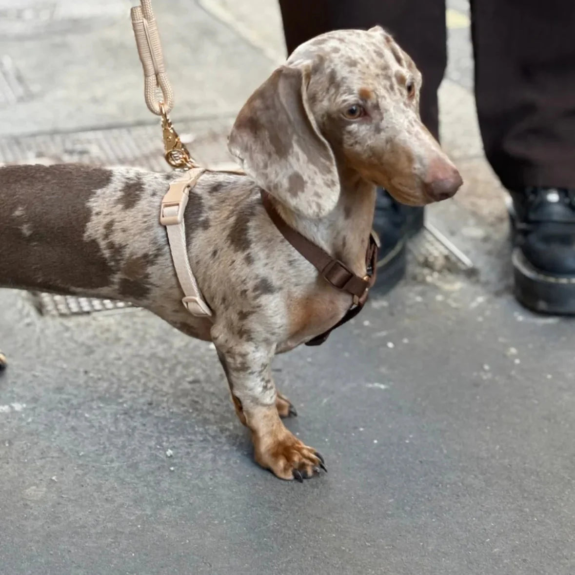 BROWN & TAN DOG HARNESS