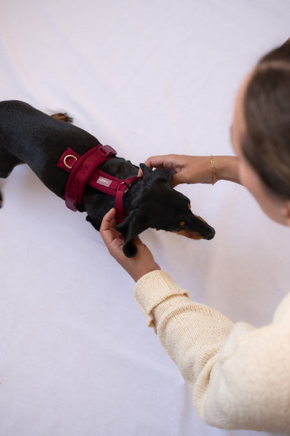 BORDEAUX- COMFORT DOG HARNESS