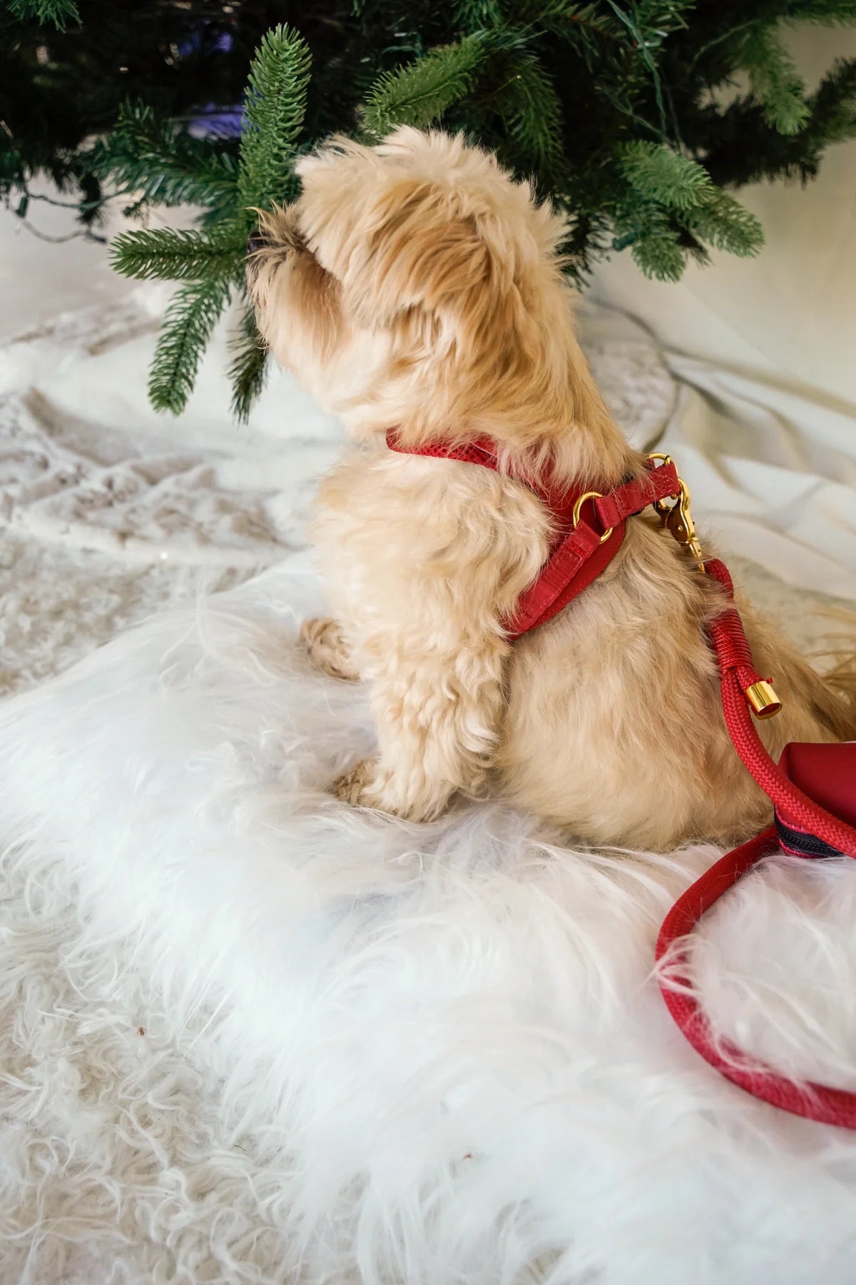 BRAIDED ROPE LEASH CHERRY RED