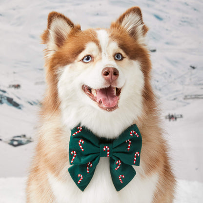 CANDY CANES EMBROIDERED LADY DOG BOW