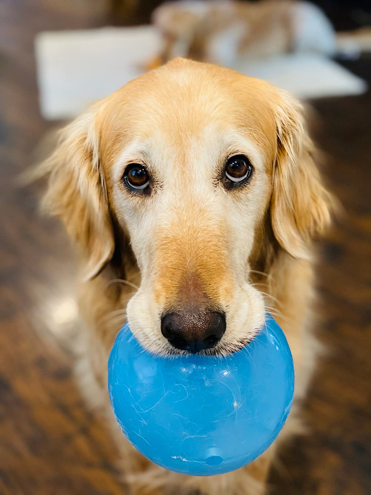 Planet Dog Raspberry PLANET DOG ORBEE-TUFF SNOOP INTERACTIVE TREAT DISPENSING DOG TOY – PHILIA