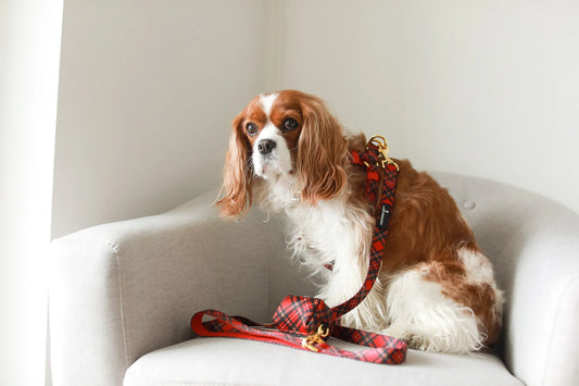 LEASH - RED PLAID TARTAN