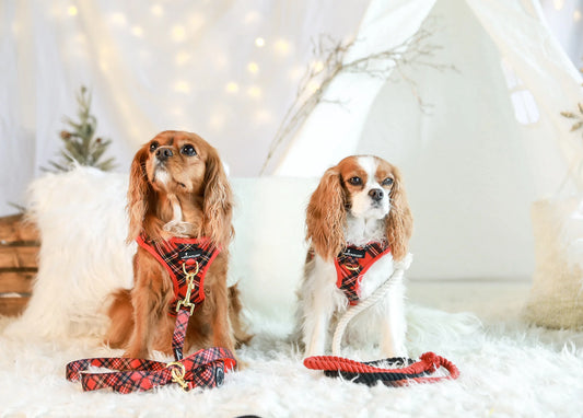 VEST STEP IN HARNESS - RED PLAID TARTAN